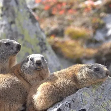 Apartmán Neben Therme Fuer 2 Erwachsene Neu Renoviert Vals