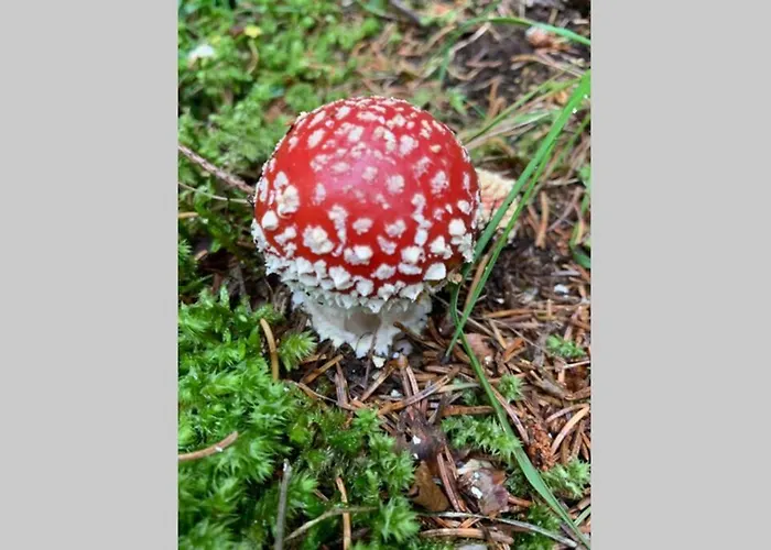 Neben Therme Fuer 2 Erwachsene Neu Renoviert Вальс