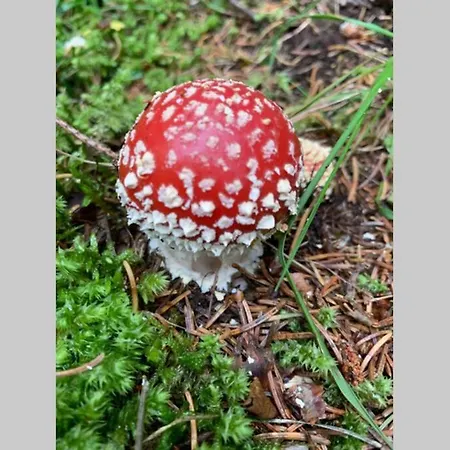 Neben Therme Fuer 2 Erwachsene Neu Renoviert ולס