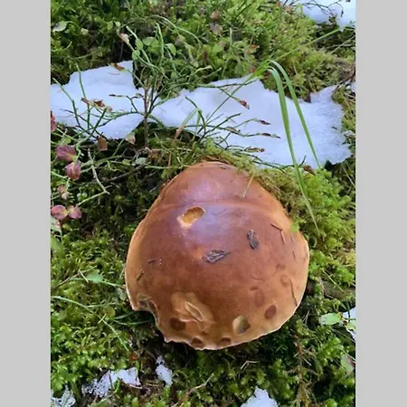 דירה Neben Therme Fuer 2 Erwachsene Neu Renoviert *