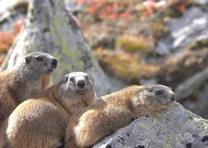 Apartman Neben Therme Fuer 2 Erwachsene Neu Renoviert Vals