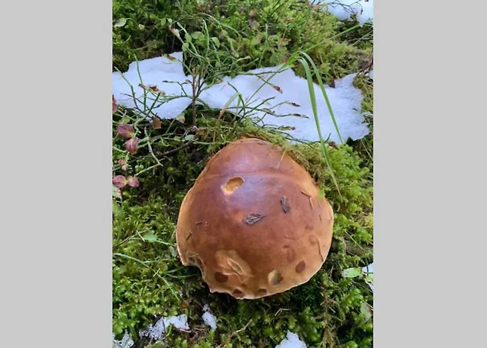 Apartman Neben Therme Fuer 2 Erwachsene Neu Renoviert *